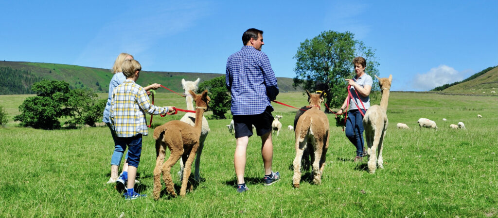 Walking with Alpacas, Dunsop Bridge, Forest of Bowland