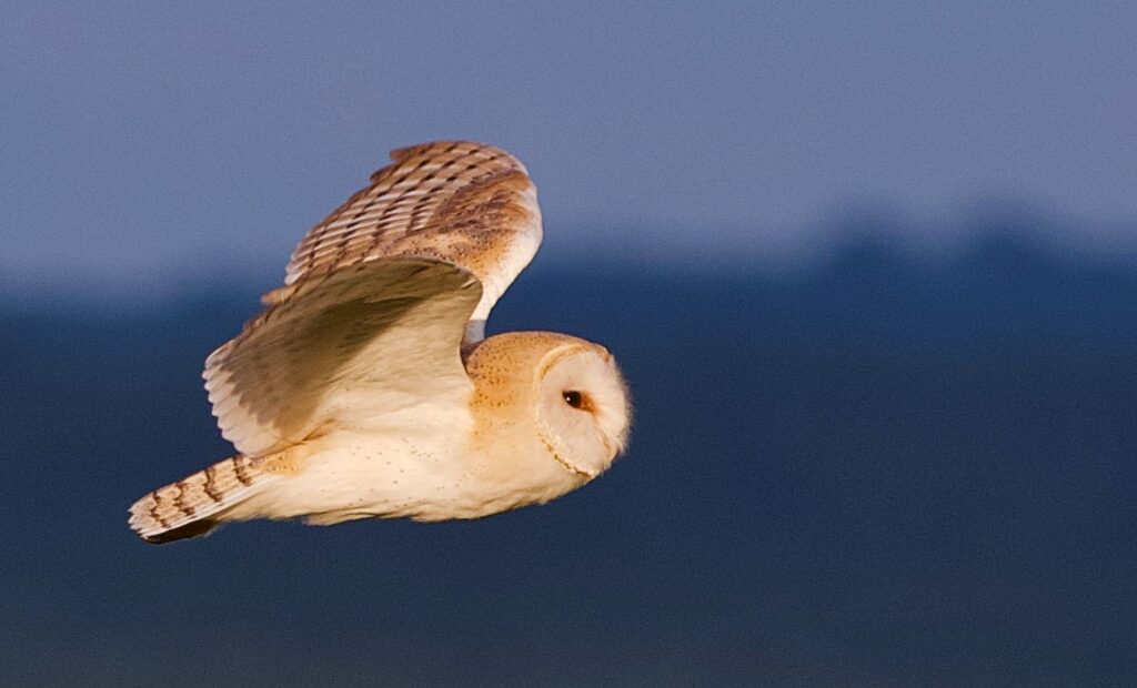 Barn owl in the Forest of Bowland